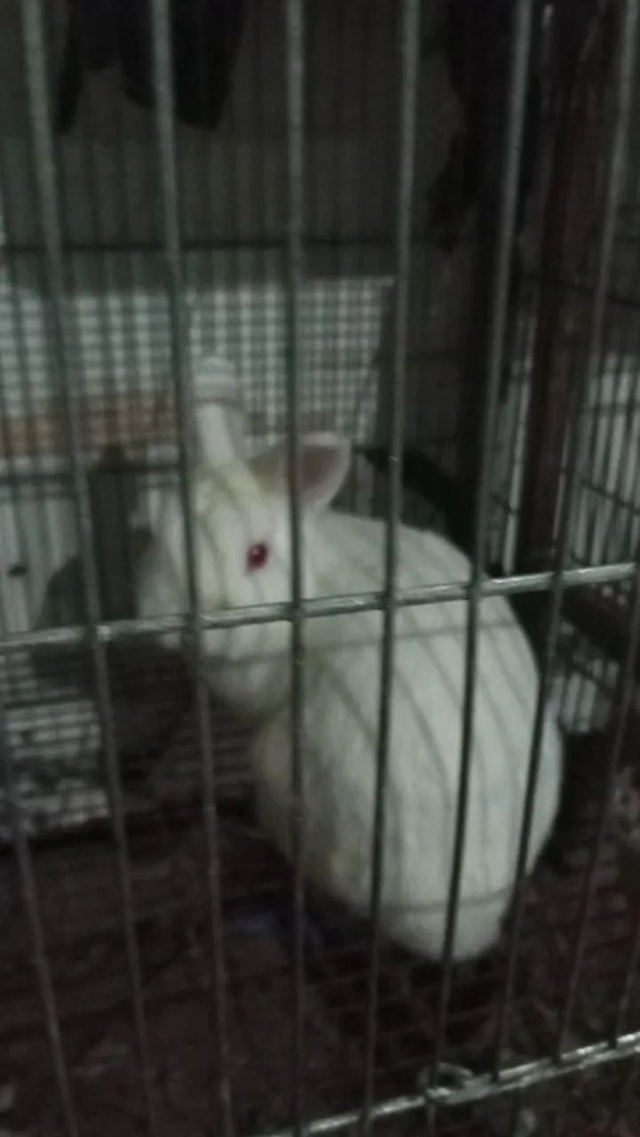 Coelhos  - Foto 2