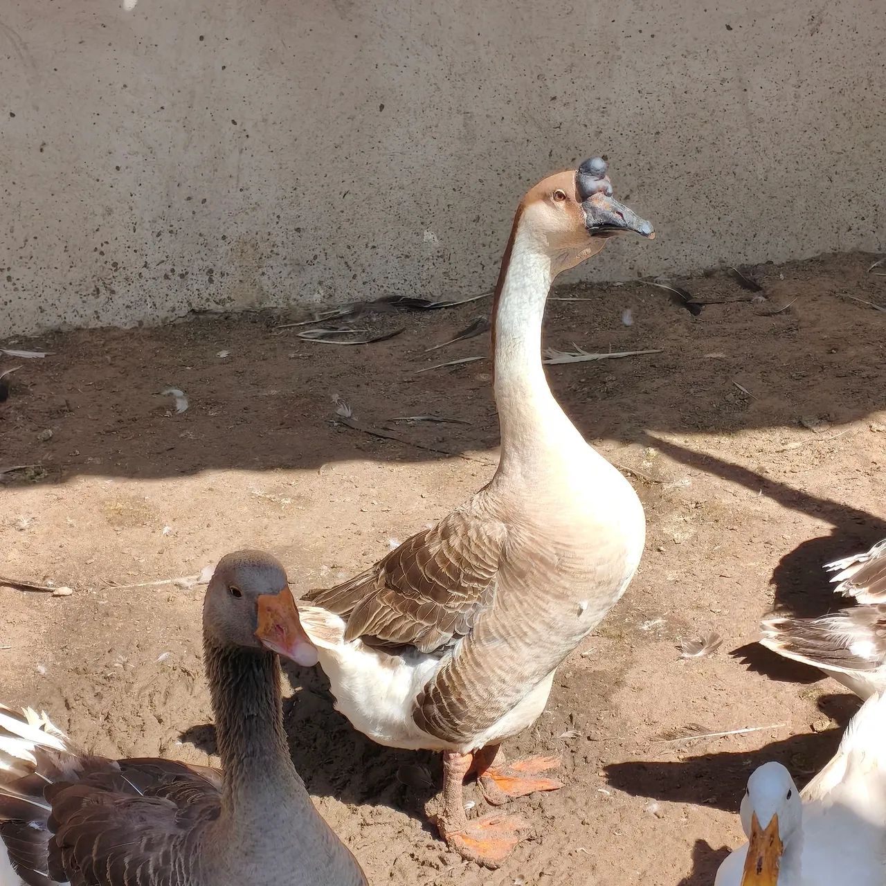Ganso Sinaleiro Pardo, Macho  - Foto 2