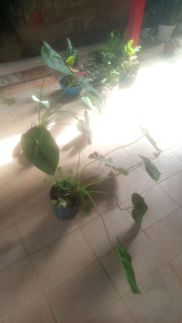 Anthurium andreanum pink - Foto 5