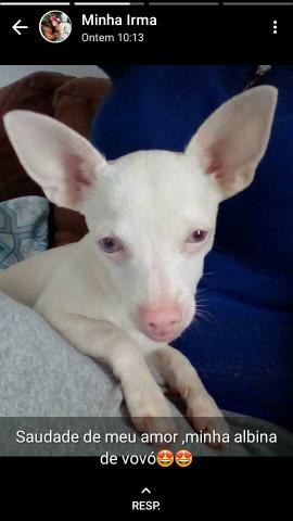 Pinscher