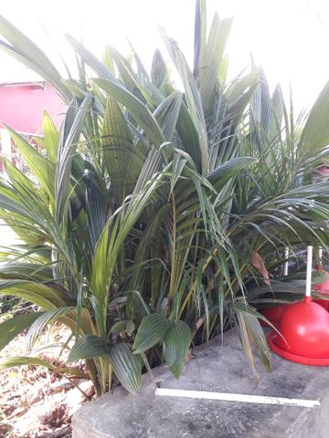 Coco dágua coqueiro anão