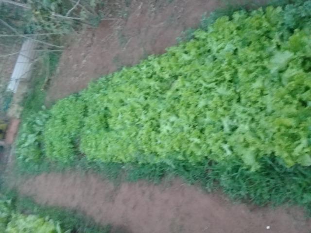 Venda de Frangos limpos e Verduras Orgânicas - Foto 6