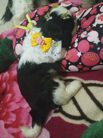 Shih Tzu Otimo padrao e genetica - Foto 3