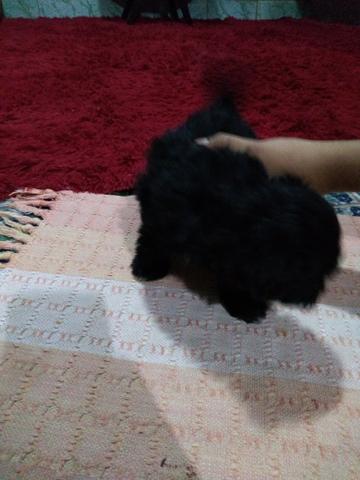 Vendo poodle - Foto 2