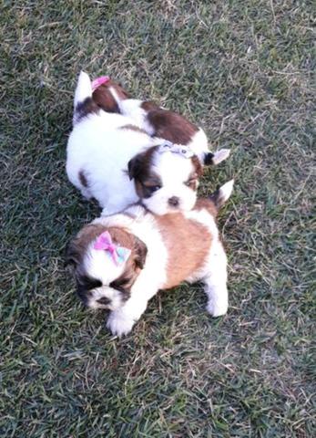 Shitzu mini vacinados e vermifulgados lindos - Foto 2
