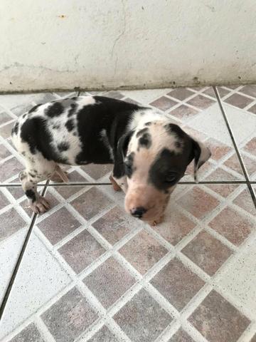 Vendo dog alemão fêmea está com 40 dias