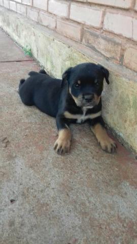 Filhote de rottweiler - Foto 2