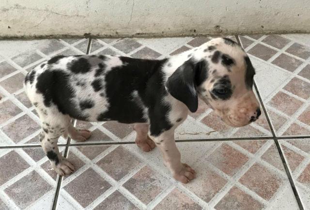 Vendo dog alemão fêmea está com 40 dias - Foto 2