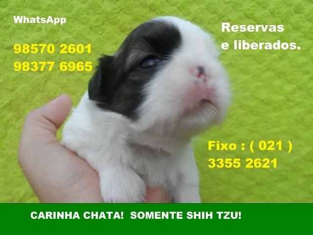 Shih tzu , uma verdadeira celebridade, para quem tem bom gosto. - Foto 6