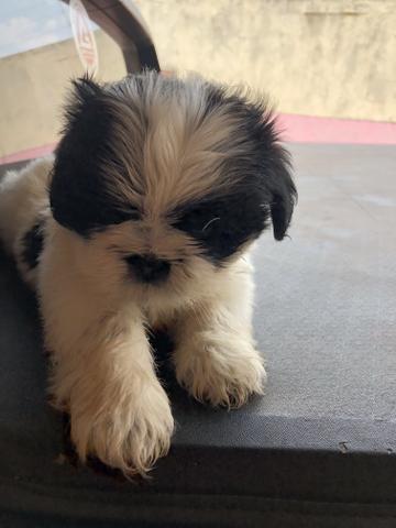 Filhotes de Shih Tzu - Foto 3