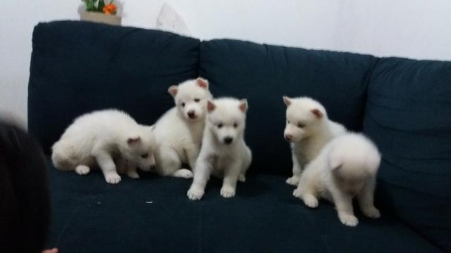 Filhote Husky Siberiano - Foto 2