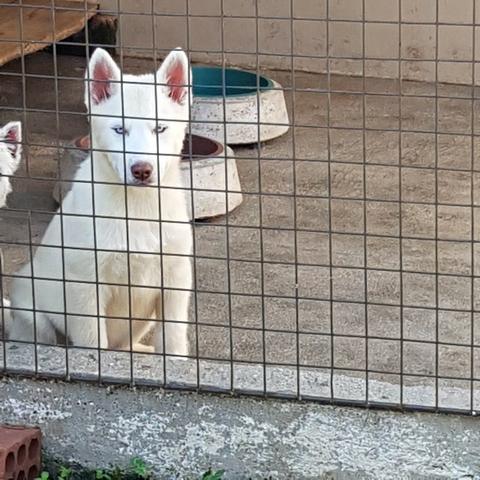 !!!! HUsky Siberiano Ultimos Machos !! Aproveite !!! - Foto 2