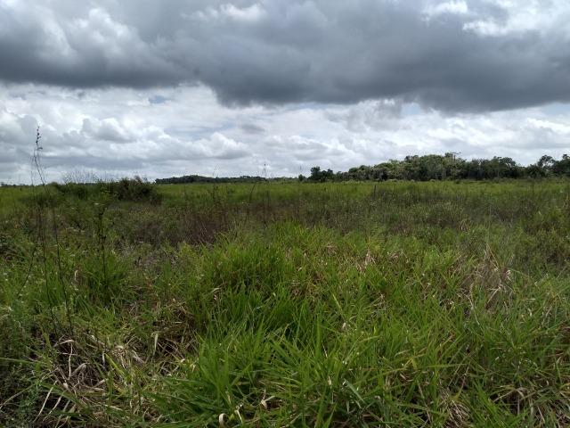 No Pará,175 hectares ha região de Castanhal-Pará por 1.400.000,00 documentada - Foto 5