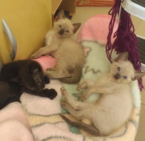 Gatinhos para ADOÇÃO responsável - Foto 4