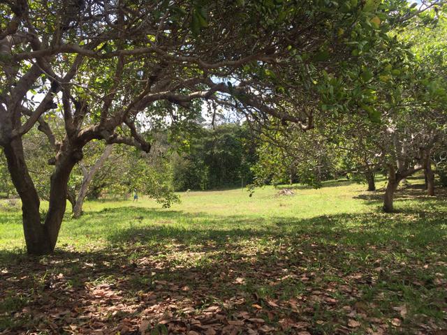 Vendo sítio pojuca ( pode financiar!) - Foto 18