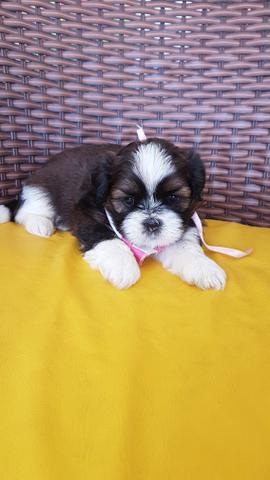 Filhotes de shihtzu - Foto 2