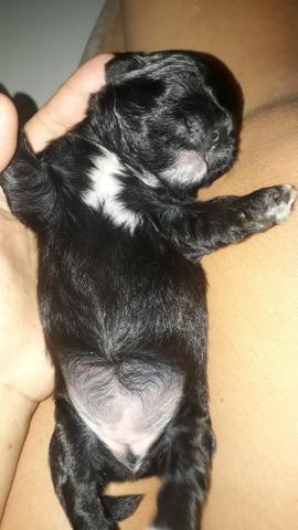Shitzu com ilhasa zap * - Foto 2