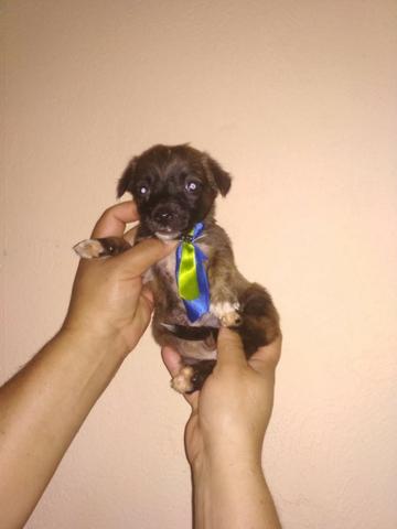 Cuida ta lindos valor 130 - Foto 2