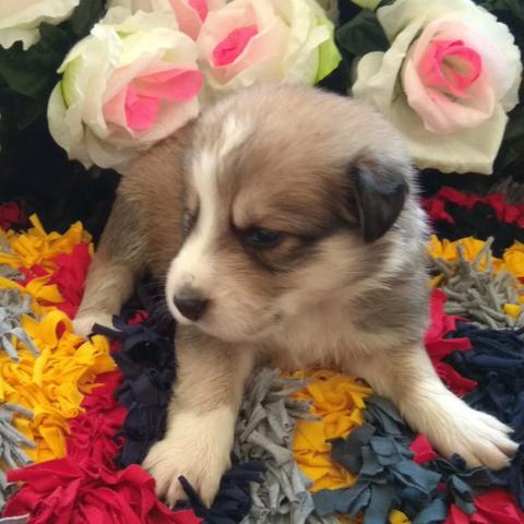 Border Collie