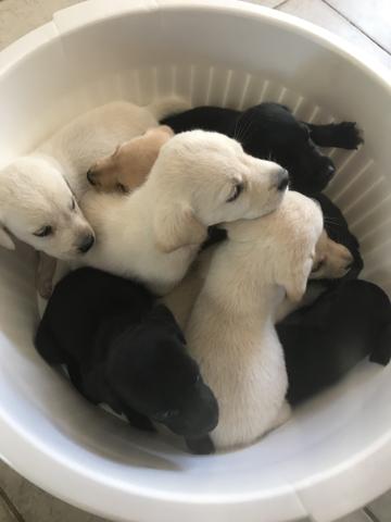 Filhotes de labrador - Foto 2