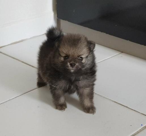 Lindo filhote de Spitz Alemão, com pedigree e ótima procedência - Foto 3
