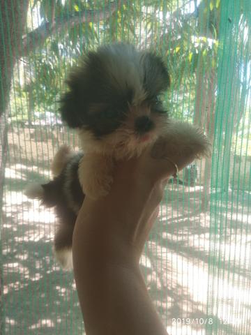 Últimos.shihtzus disponível pedigree opcional - Foto 6