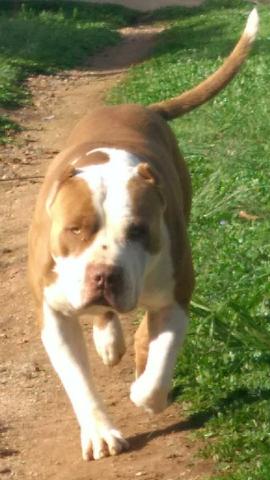 Pitbull disponível para coberturas