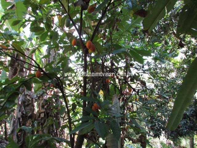 Caetano Imóveis - Sítio para quem ama a natureza! (rico em água e muito verde!) - Foto 20