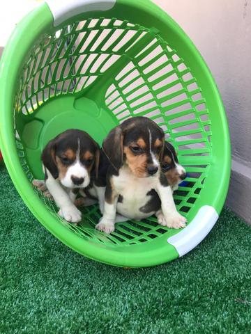 Beagle com pedgree e microchip - Foto 4