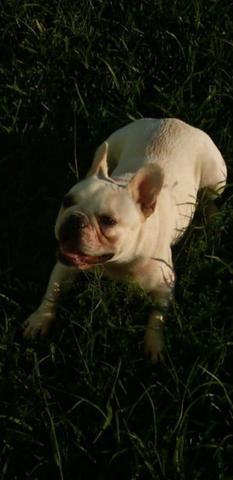 Filhote de buldogue - Foto 4