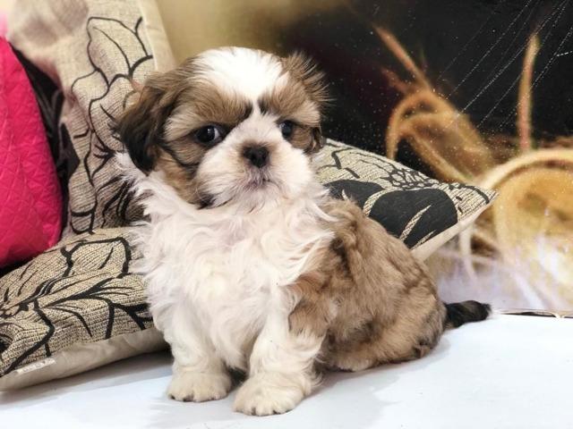 Shih tzu disponivel no jack pet *