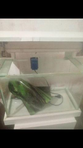 Vendice aquario