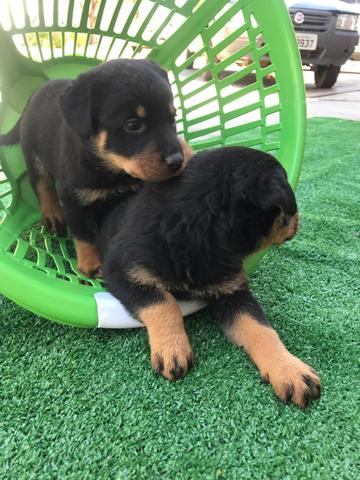 Rottweiler com pedigree e microchip - Foto 3