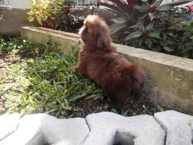 * Maravilhoso Filhote de Shih tzu Chocolate - Foto 2