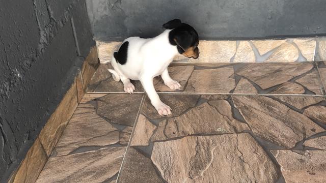 Fox paulistinha com pedigree e microchip