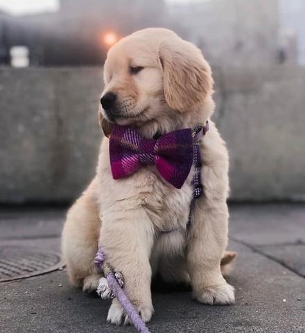 Golden retriever pedigree lindos - Foto 3