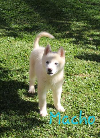 Últimos machinhos de Husky Siberiano Disponível - Foto 4
