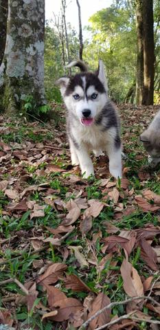 !!!!! Husky Siberianos Excelente Padrão !!!! - Foto 3