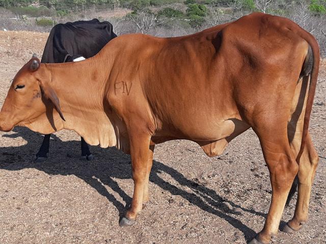Vacas, novilhas, garrotas e touro SINDI - Foto 3