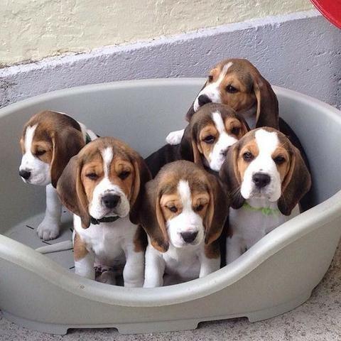 Beagle recibo garantia de saude lindos - Foto 2