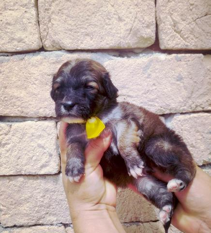 Lindos valor 130 poodle com york