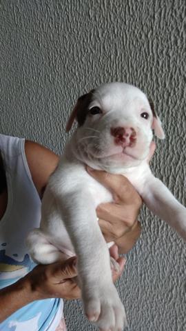 Vendo Filhote Pitbull - Foto 4