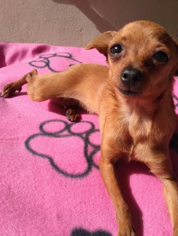 Pinscher fêmea - Foto 2