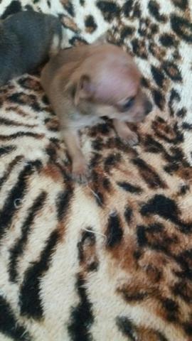 Pinscher - Foto 3