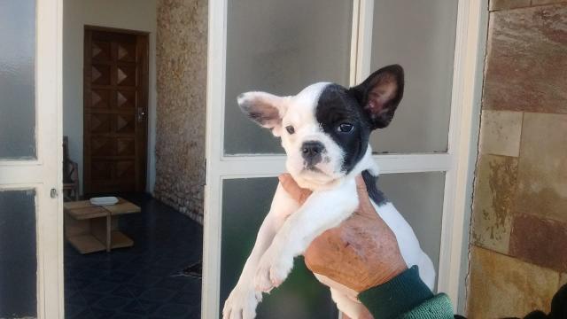 Bulldogs frances com pedigree e microchip - Foto 2