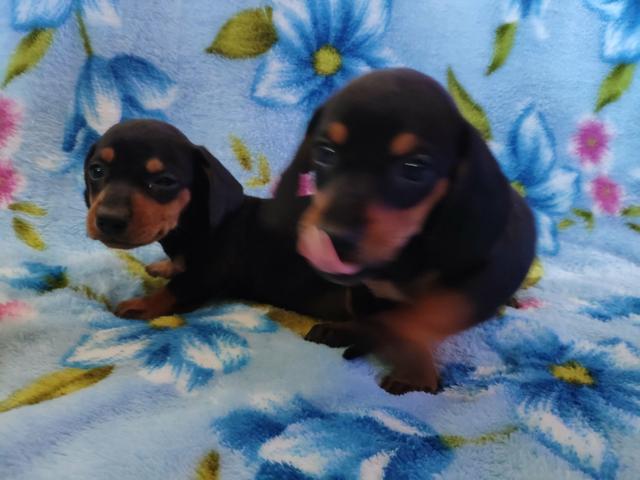 Dachshund ( Basset, linguicinha ) - Foto 6