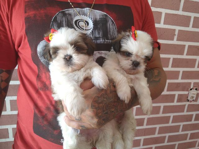 Filhotes de shihtzu - Foto 3