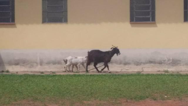 Vendo cabrita com dois filhotes cachinhos