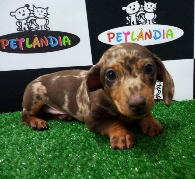 daschund olx