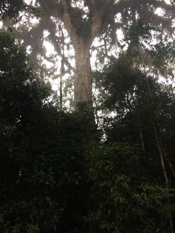 Lindo TERRENO para sítio - Foto 15
